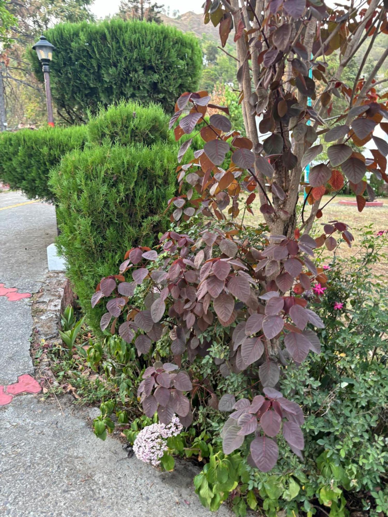 Shikha Resort Ewentbliz Bhīm Tāl Dış mekan fotoğraf